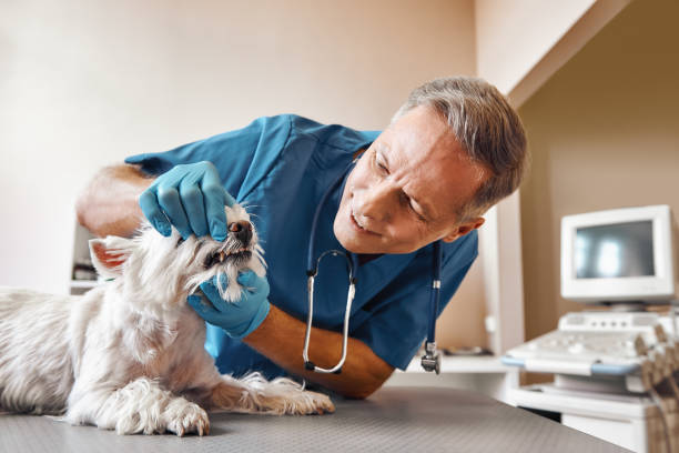 Best Urgent Care for Lost Fillings or Crowns in Kings Park West, VA